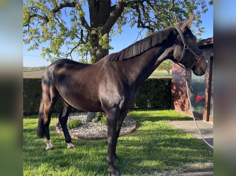 Polnisches Sportpferd Stute 11 Jahre 180 cm Brauner in Reken