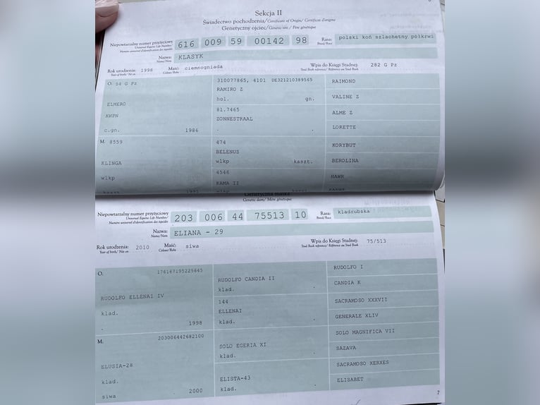 Polnisches Sportpferd Stute 11 Jahre 180 cm Brauner in Reken