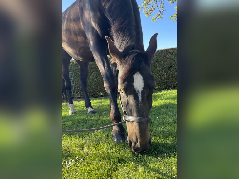 Polnisches Sportpferd Stute 11 Jahre 180 cm Brauner in Reken