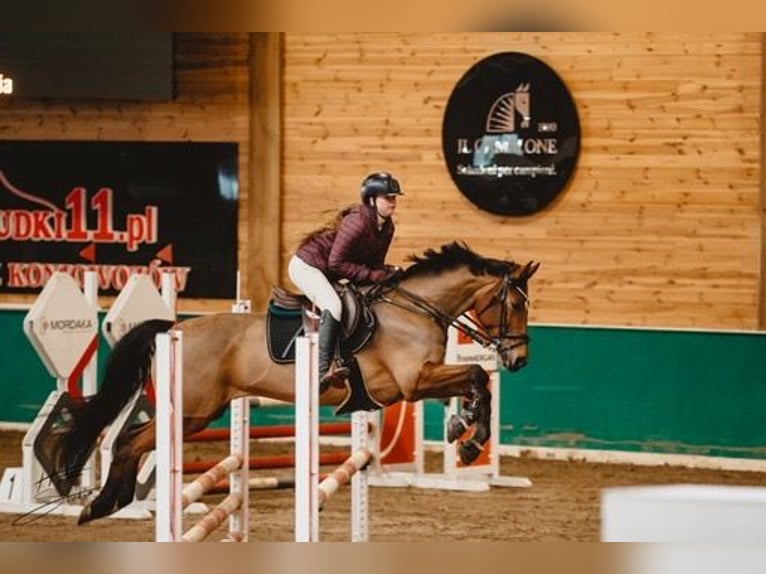 Polnisches Sportpferd Stute 12 Jahre 163 cm Brauner in Aleksandrów Łódzki