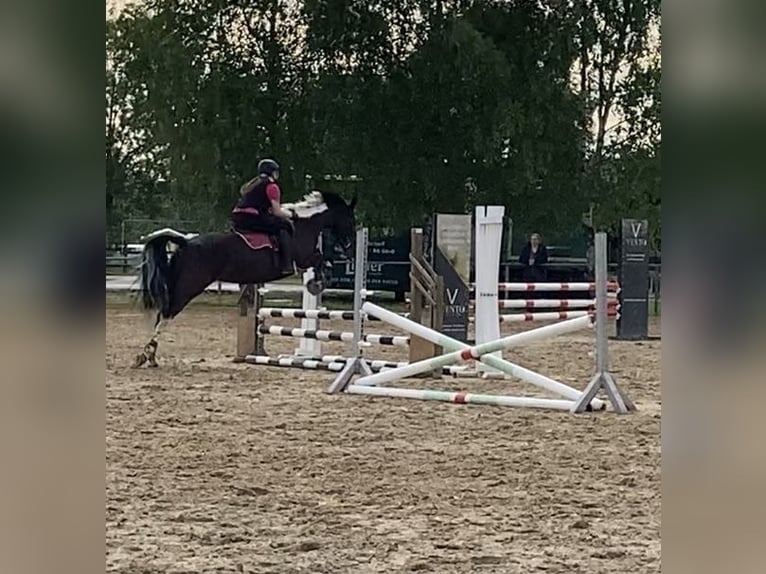 Polnisches Sportpferd Stute 12 Jahre 165 cm Schecke in Mücke
