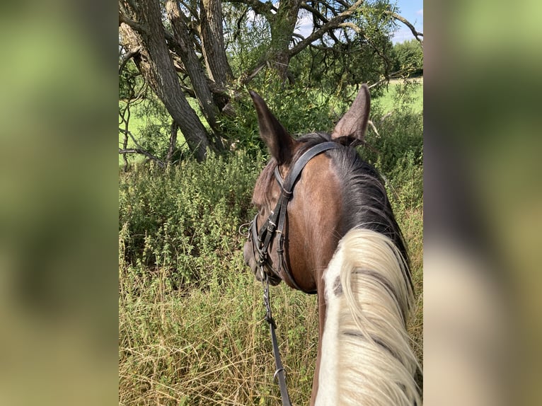 Polnisches Sportpferd Stute 12 Jahre 165 cm Schecke in Mücke