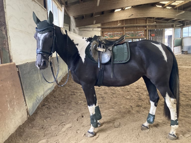 Polnisches Sportpferd Stute 12 Jahre 165 cm Schecke in Mücke
