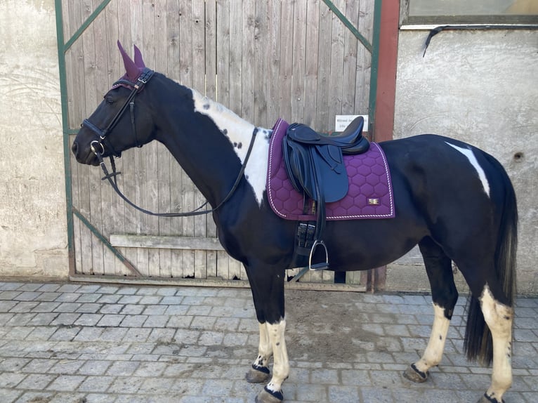 Polnisches Sportpferd Stute 12 Jahre 165 cm Schecke in Mücke