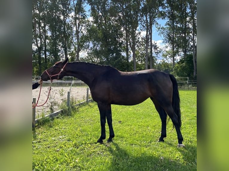 Polnisches Sportpferd Stute 12 Jahre 168 cm Dunkelbrauner in Papenhagen