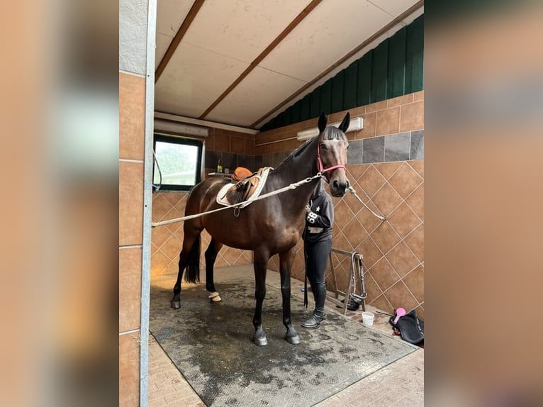 Polnisches Sportpferd Stute 12 Jahre 168 cm Dunkelbrauner in Papenhagen