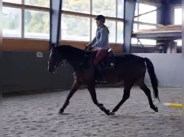 Polnisches Sportpferd Stute 12 Jahre 168 cm Dunkelbrauner in Papenhagen