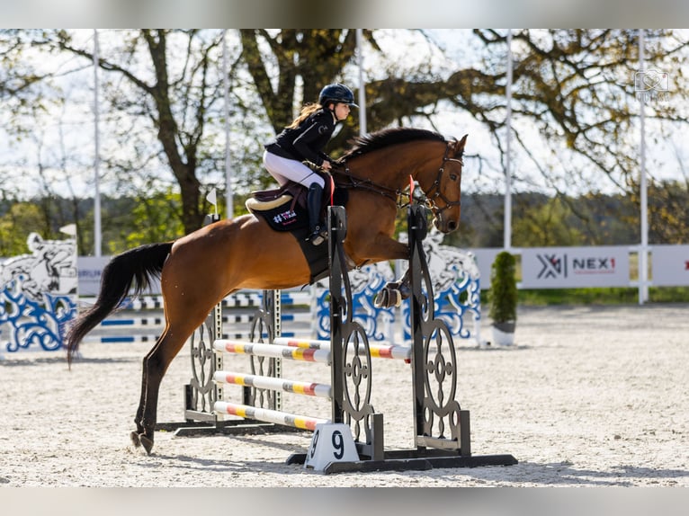 Polnisches Sportpferd Stute 12 Jahre 170 cm Brauner in Wrocław