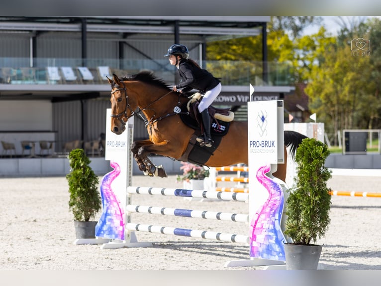 Polnisches Sportpferd Stute 12 Jahre 170 cm Brauner in Wrocław