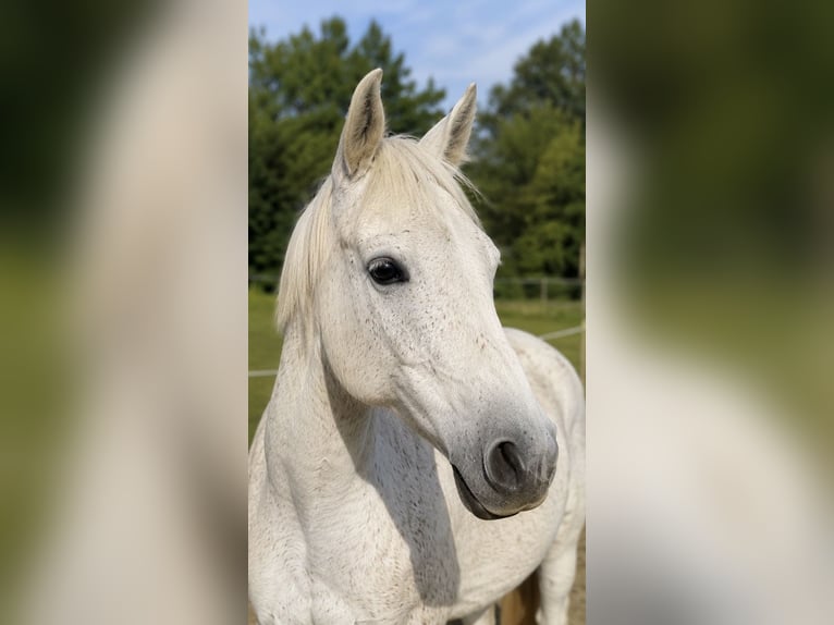 Polnisches Sportpferd Stute 13 Jahre 158 cm  in Wiendorf