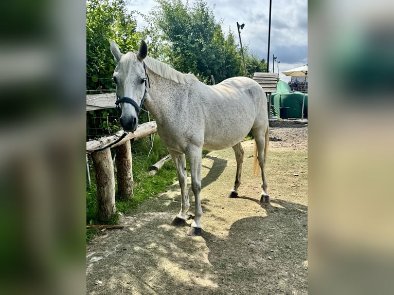 Polnisches Sportpferd Stute 13 Jahre 158 cm  in Wiendorf