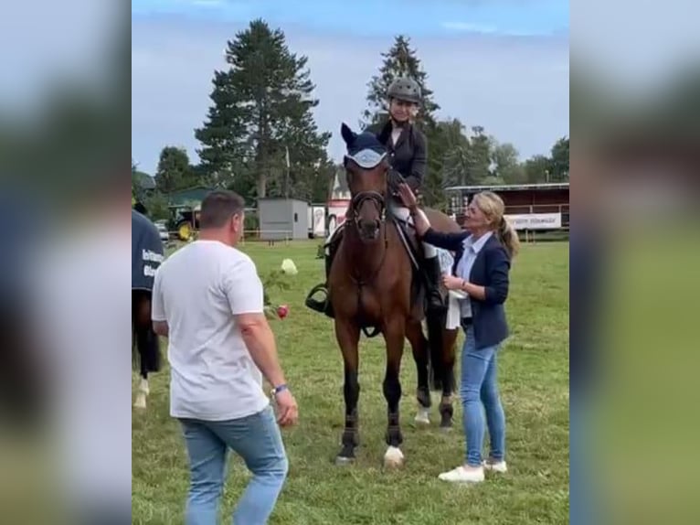 Polnisches Sportpferd Stute 13 Jahre 165 cm Brauner in Papenhagen