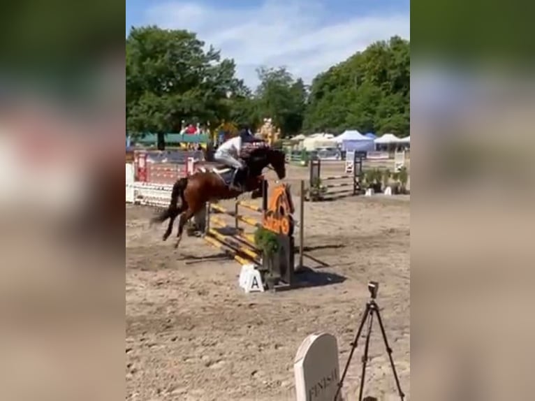 Polnisches Sportpferd Stute 13 Jahre 165 cm Brauner in Papenhagen