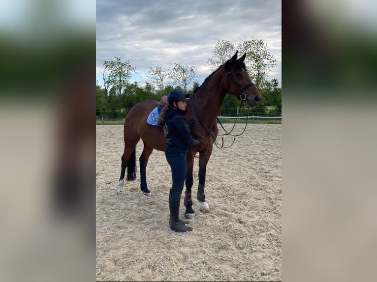 Polnisches Sportpferd Stute 13 Jahre 165 cm Brauner in Papenhagen