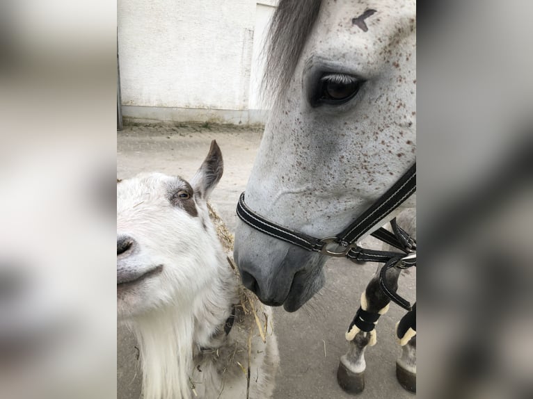 Polnisches Sportpferd Stute 13 Jahre 166 cm Fliegenschimmel in Mainz