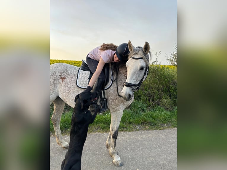 Polnisches Sportpferd Stute 13 Jahre 166 cm Fliegenschimmel in Mainz