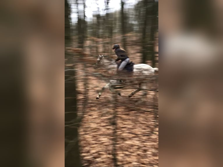 Polnisches Sportpferd Stute 13 Jahre 166 cm Fliegenschimmel in Mainz