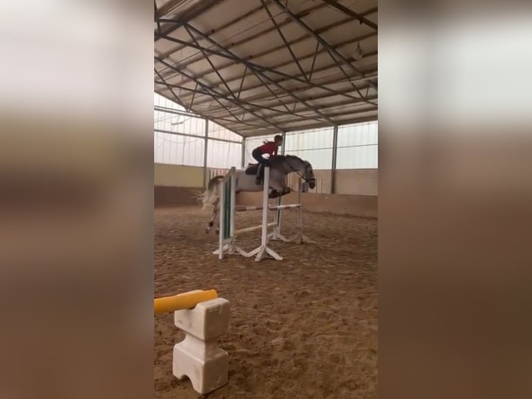 Polnisches Sportpferd Stute 13 Jahre 166 cm Fliegenschimmel in Mainz