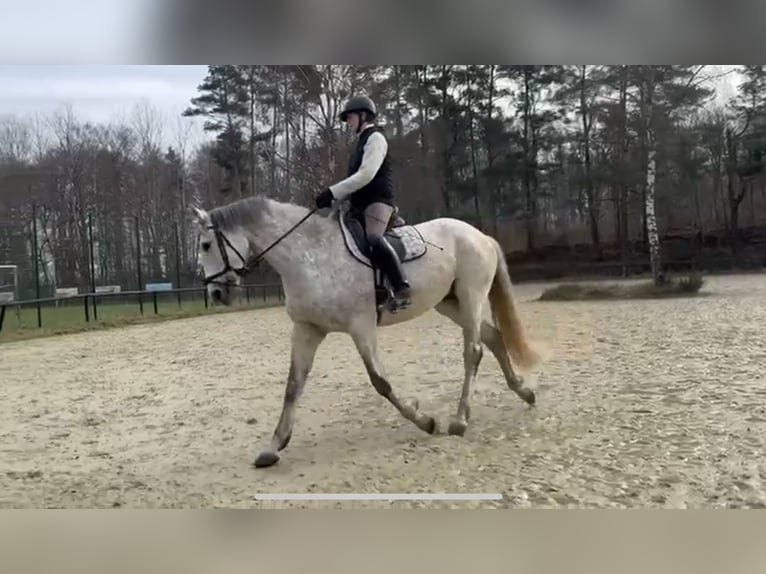 Polnisches Sportpferd Stute 13 Jahre 166 cm Fliegenschimmel in Mainz