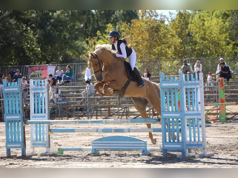 Polnisches Sportpferd Stute 13 Jahre 167 cm Buckskin in Piecowice