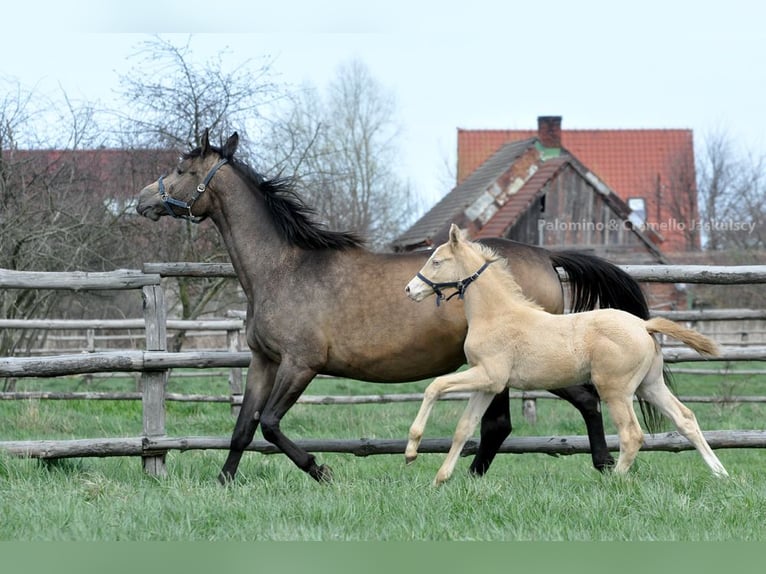 Polnisches Sportpferd Stute 13 Jahre 167 cm Buckskin in Piecowice