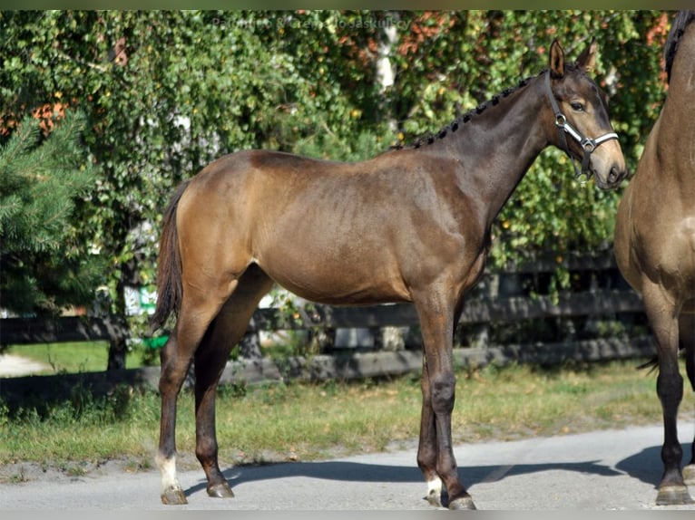 Polnisches Sportpferd Stute 13 Jahre 167 cm Buckskin in Piecowice