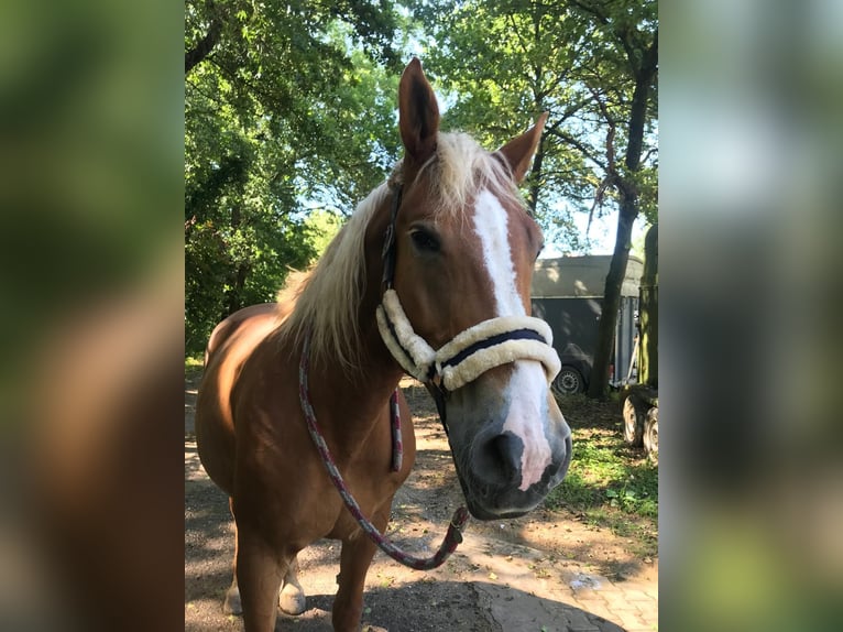 Polnisches Sportpferd Stute 13 Jahre 170 cm Brauner in Kandern