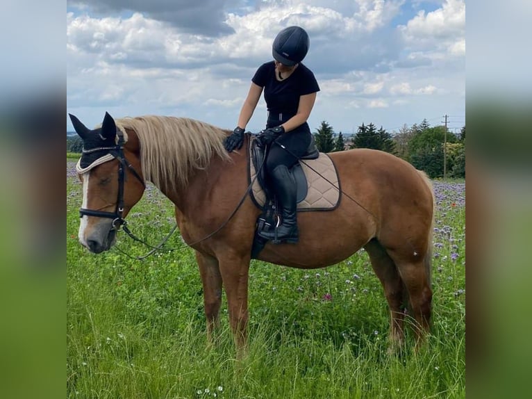 Polnisches Sportpferd Stute 13 Jahre 170 cm Brauner in Kandern