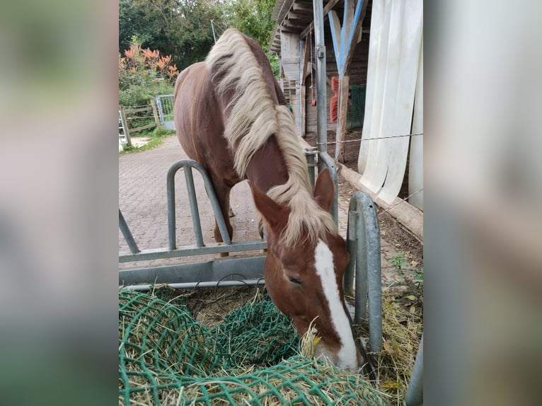 Polnisches Sportpferd Stute 13 Jahre 170 cm Brauner in Kandern