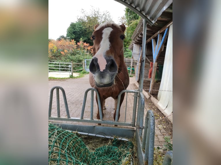 Polnisches Sportpferd Stute 13 Jahre 170 cm Brauner in Kandern