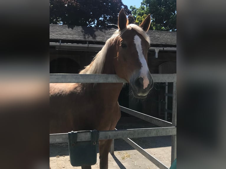 Polnisches Sportpferd Stute 13 Jahre 170 cm Brauner in Kandern