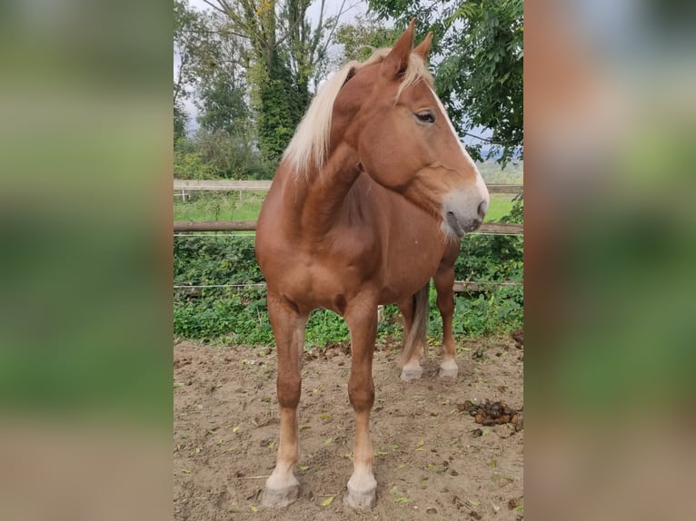 Polnisches Sportpferd Stute 13 Jahre 170 cm Brauner in Kandern