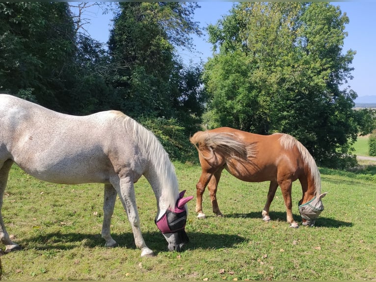 Polnisches Sportpferd Stute 13 Jahre 170 cm Brauner in Kandern