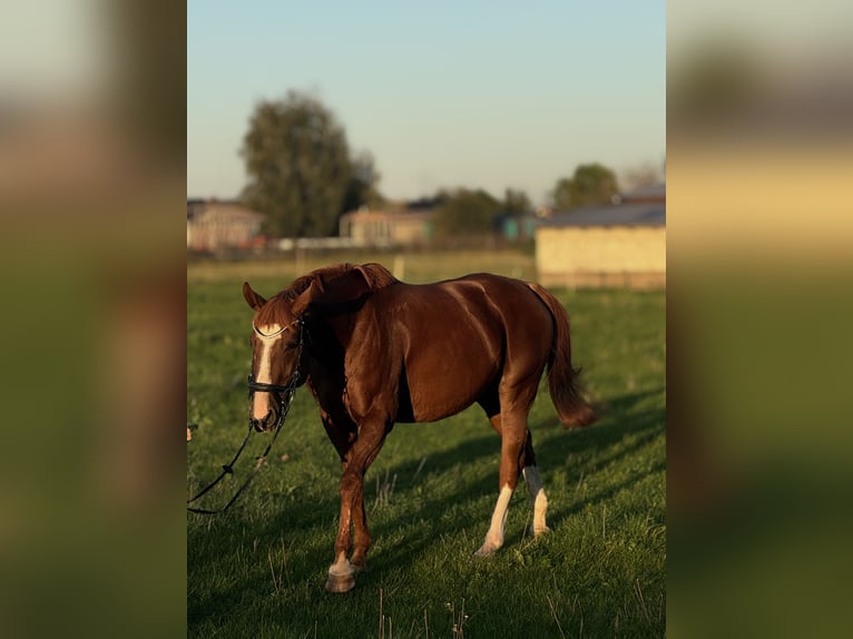 Polnisches Sportpferd Stute 13 Jahre Fuchs in Ciechan&#xF3;w