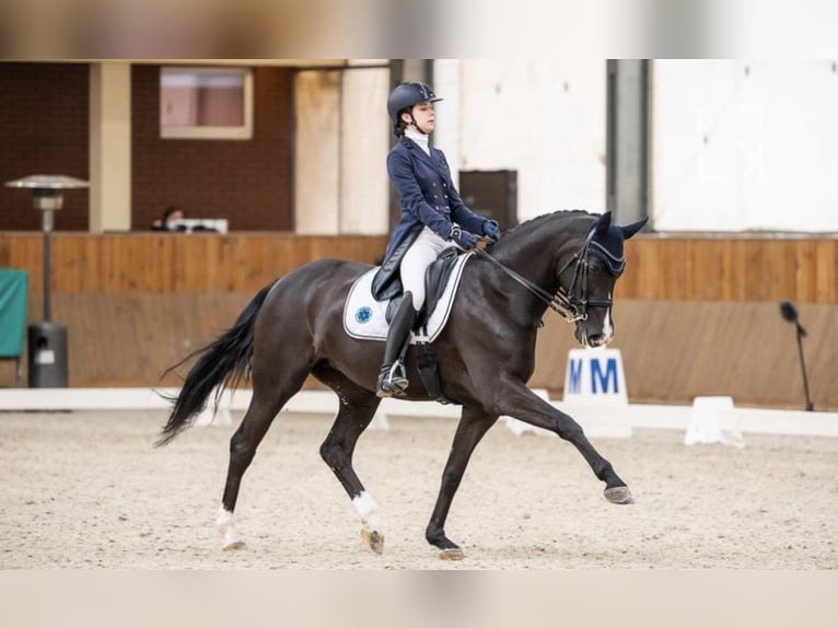 Polnisches Sportpferd Stute 14 Jahre 168 cm Rappe in Ochaby Wielkie