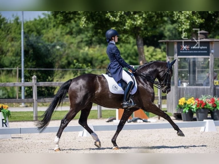 Polnisches Sportpferd Stute 14 Jahre 168 cm Rappe in Ochaby Wielkie