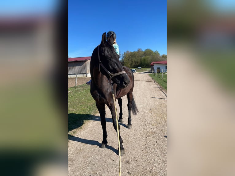 Polnisches Sportpferd Stute 14 Jahre 174 cm Rappe in Bad Abbach