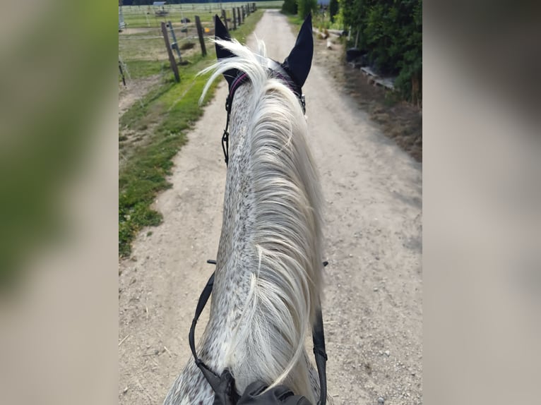 Polnisches Sportpferd Stute 15 Jahre 150 cm Fliegenschimmel in Ingolstadt