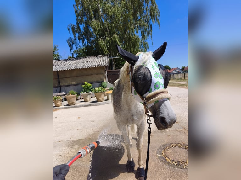 Polnisches Sportpferd Stute 15 Jahre 150 cm Fliegenschimmel in Ingolstadt