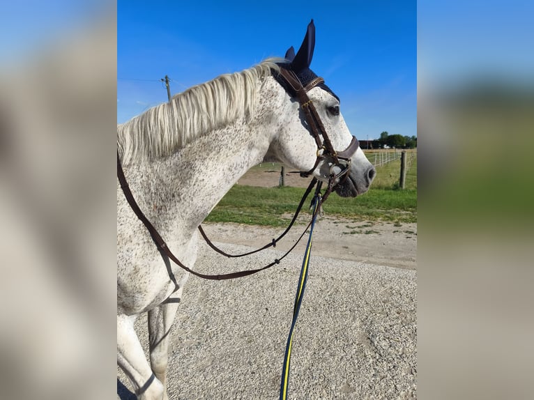 Polnisches Sportpferd Stute 15 Jahre 150 cm Fliegenschimmel in Ingolstadt