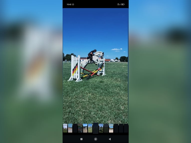 Polnisches Sportpferd Stute 15 Jahre 150 cm Fliegenschimmel in Ingolstadt