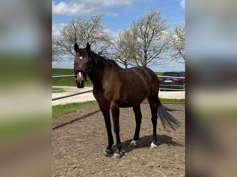 Polnisches Sportpferd Stute 15 Jahre 170 cm Brauner in Weimar