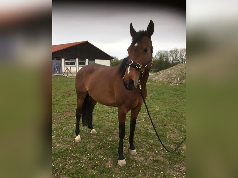 Polnisches Sportpferd Stute 15 Jahre 170 cm Brauner in Weimar