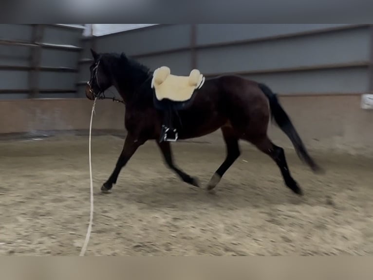 Polnisches Sportpferd Stute 16 Jahre 170 cm Dunkelbrauner in Gdańsk