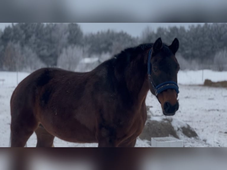 Polnisches Sportpferd Stute 16 Jahre 170 cm Dunkelbrauner in Gdańsk