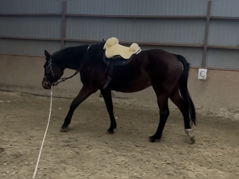 Polnisches Sportpferd Stute 16 Jahre 170 cm Dunkelbrauner in Gdańsk