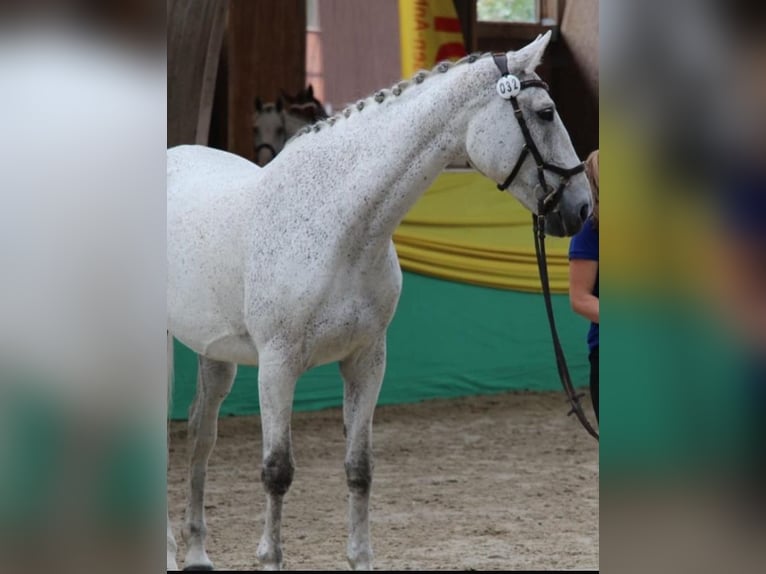 Polnisches Sportpferd Stute 18 Jahre 168 cm Schimmel in Dießen am Ammersee