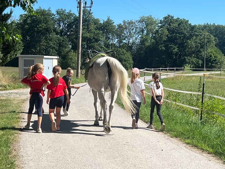 Polnisches Sportpferd Stute 18 Jahre 168 cm Schimmel in Dießen am Ammersee