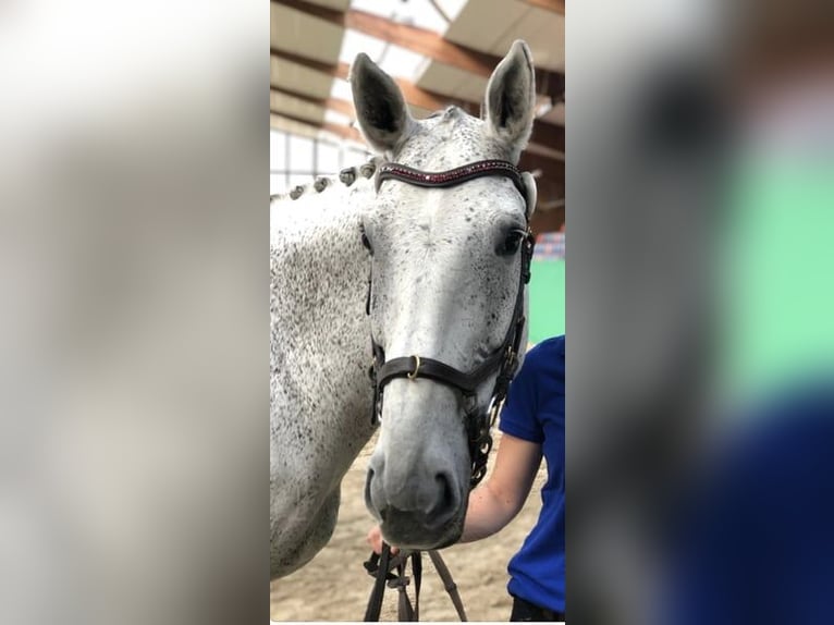 Polnisches Sportpferd Stute 18 Jahre 168 cm Schimmel in Dießen am Ammersee