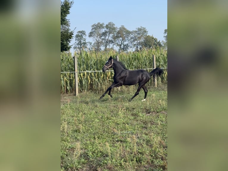Polnisches Sportpferd Stute 1 Jahr 143 cm Rappe in Kochowo Polnisches Sportpferd Stute 1 Jahr 143 cm Rappe in Kochowo